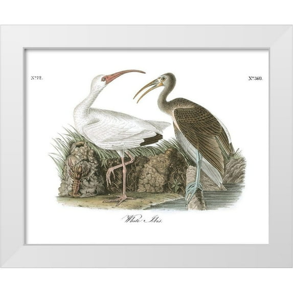 Audubon, John James 14x12 White Modern Wood Framed Museum Art Print Titled - White Ibis