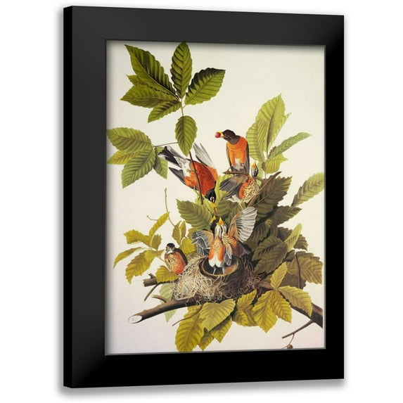 Audubon, John James 14x18 Black Modern Framed Museum Art Print Titled - American Robin