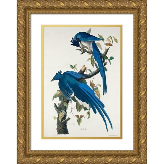 Audubon, John James 14x18 Gold Ornate Wood Framed with Double Matting Museum Art Print Titled - Columbia Jay