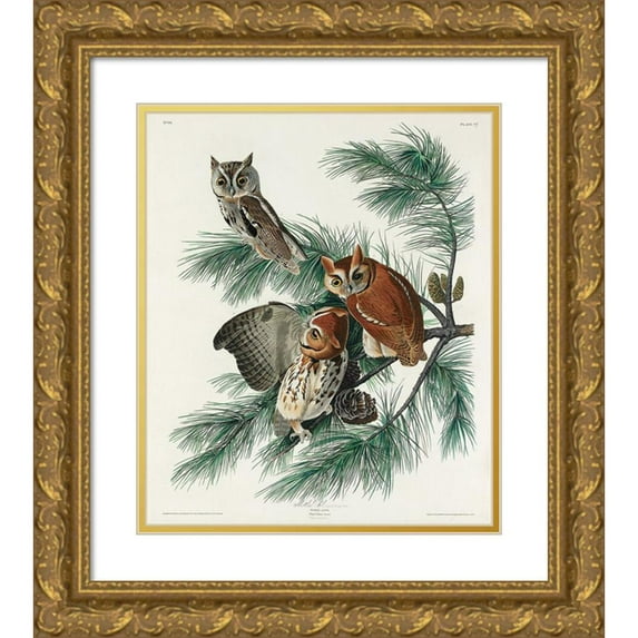 Audubon, John James 15x17 Gold Ornate Wood Framed with Double Matting Museum Art Print Titled - Little Screech Owl