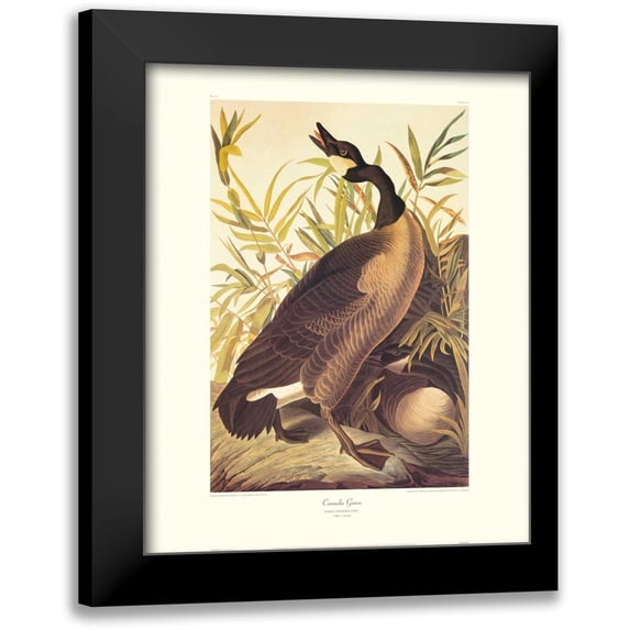 Audubon, John James 15x18 Black Modern Framed Museum Art Print Titled - Canada Goose (decorative border)