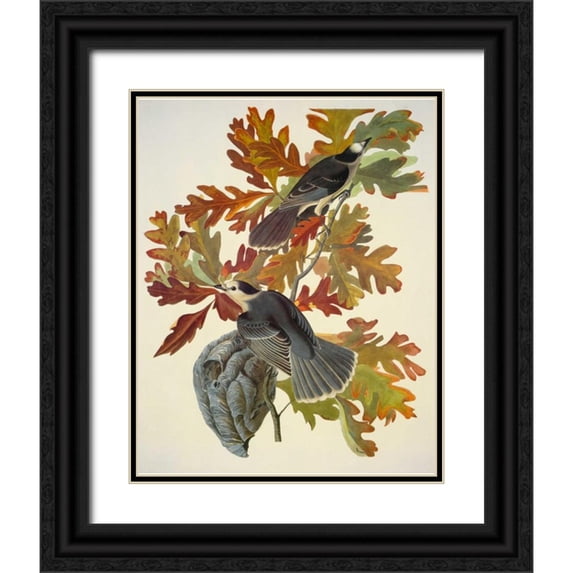 Audubon, John James 15x18 Black Ornate Wood Framed with Double Matting Museum Art Print Titled - Canada Jay