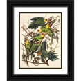 thumbnail image 1 of Audubon, John James 15x18 Black Ornate Wood Framed with Double Matting Museum Art Print Titled - Carolina Parrot, 1 of 4