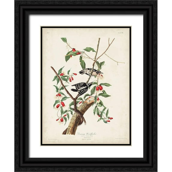 Audubon, John James 15x18 Black Ornate Wood Framed with Double Matting Museum Art Print Titled - Pl. 112 Downy Woodpecker