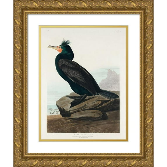 Audubon, John James 15x18 Gold Ornate Wood Framed with Double Matting Museum Art Print Titled - Double-crested Cormorant