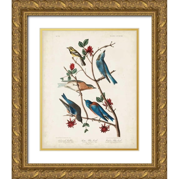Audubon, John James 15x18 Gold Ornate Wood Framed with Double Matting Museum Art Print Titled - Pl 393 Townsends Warbler