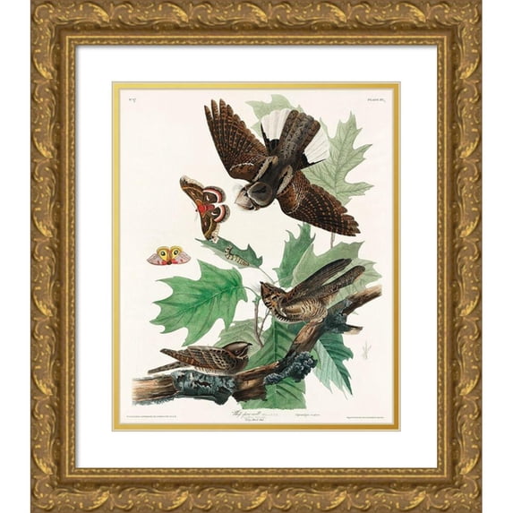 Audubon, John James 15x18 Gold Ornate Wood Framed with Double Matting Museum Art Print Titled - Whip-poor-will