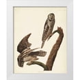 thumbnail image 1 of Audubon, John James 15x18 White Modern Wood Framed Museum Art Print Titled - Pl 378 Hawk Owl, 1 of 4