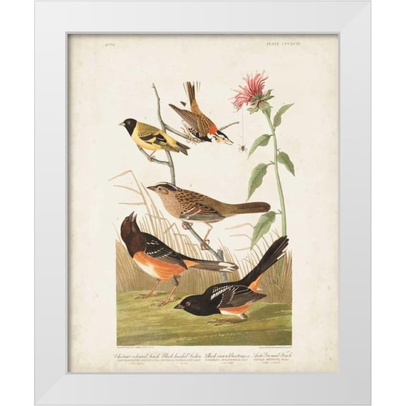 Audubon, John James 15x18 White Modern Wood Framed Museum Art Print Titled - Pl 394 Chestnut Coloured Finch