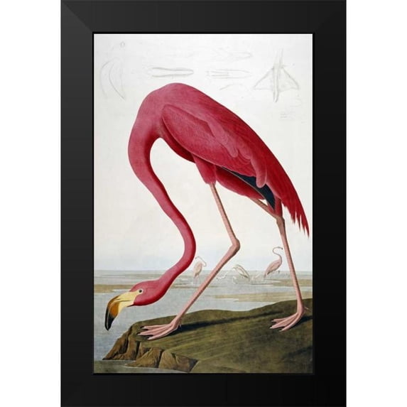 Audubon, John James 17x24 Black Modern Framed Museum Art Print Titled - American Flamingo