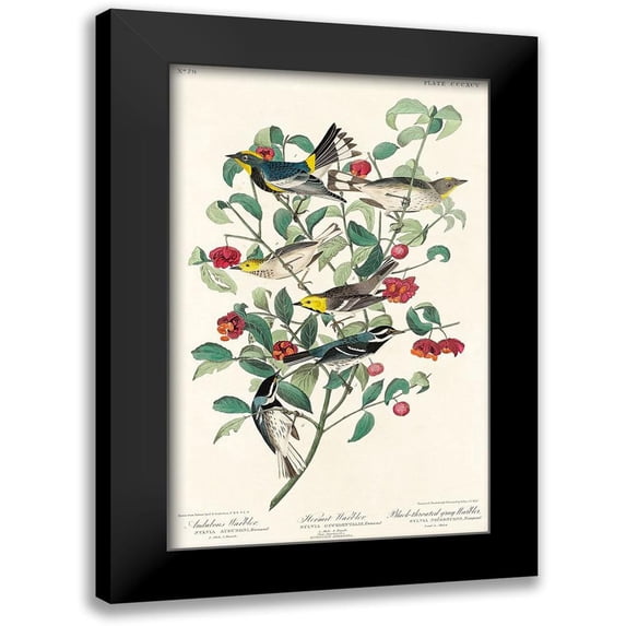 Audubon, John James 17x24 Black Modern Framed Museum Art Print Titled - Audubons Warbler, Hermit Warbler and Black-throated gray Warbler 