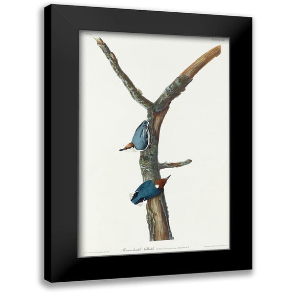 Audubon, John James 17x24 Black Modern Framed Museum Art Print Titled - Brown-headed Nuthatch