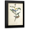 thumbnail image 1 of Audubon, John James 17x24 Black Modern Framed Museum Art Print Titled - Delicate Bird and Botanical IV, 1 of 5