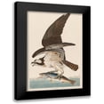 thumbnail image 1 of Audubon, John James 17x24 Black Modern Framed Museum Art Print Titled - Fish Hawk, or Osprey, 1 of 5