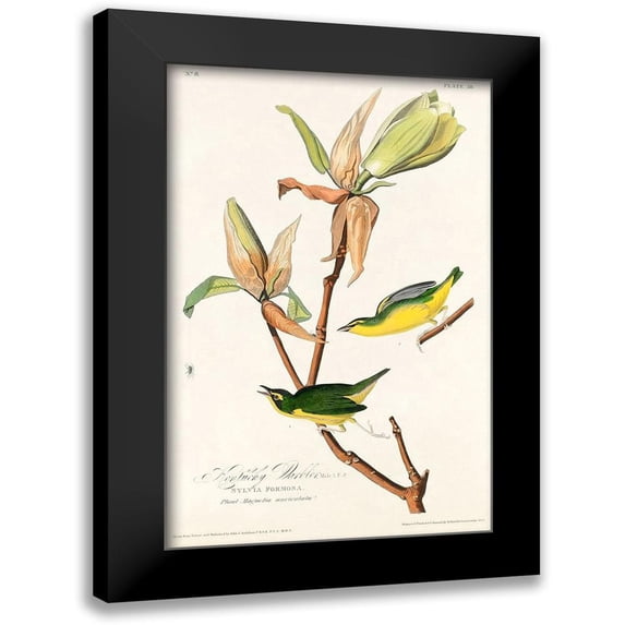 Audubon, John James 17x24 Black Modern Framed Museum Art Print Titled - Kentucky Warbler
