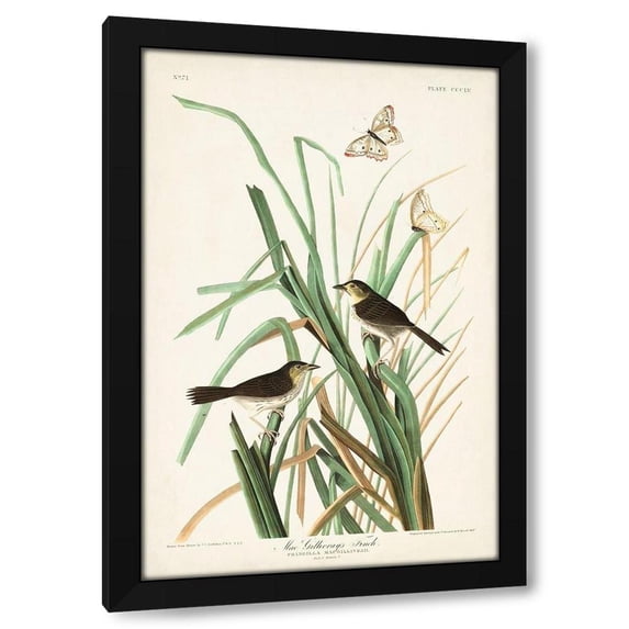 John James Audubon 17x24 Black Modern Wood Framed Wall Art Titled - Pl. 355 Mac Gillivrays Finch