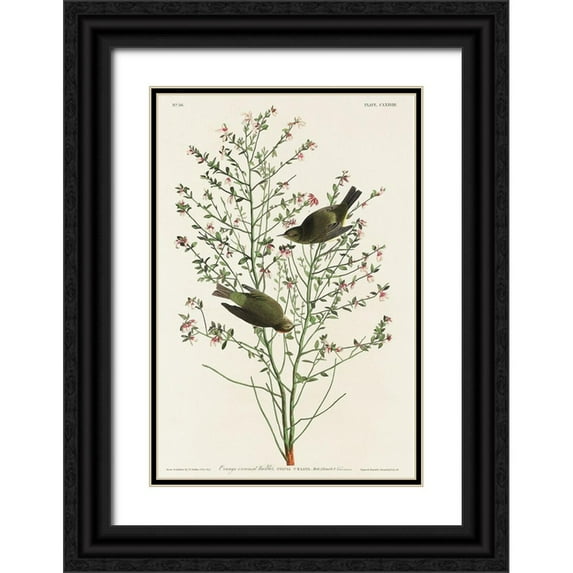 Audubon, John James 17x24 Black Ornate Wood Framed with Double Matting Museum Art Print Titled - Orange-crowned Warbler