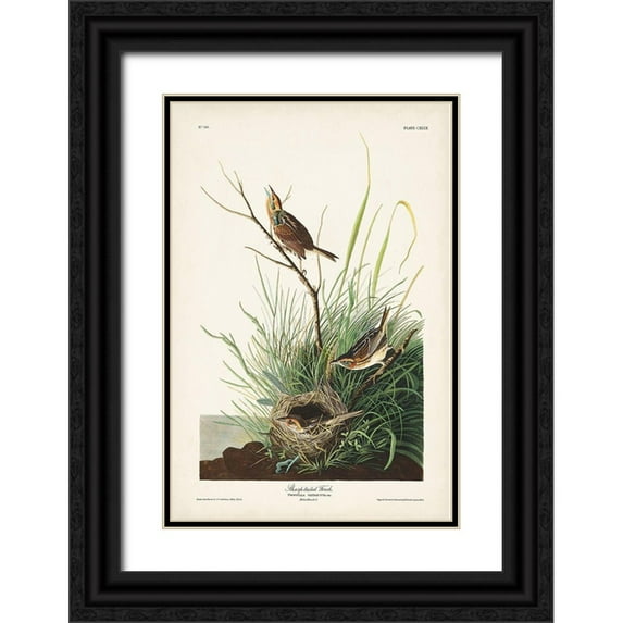 Audubon, John James 17x24 Black Ornate Wood Framed with Double Matting Museum Art Print Titled - Pl. 149 Sharp-tailed Finch