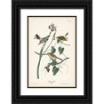 thumbnail image 1 of Audubon, John James 17x24 Black Ornate Wood Framed with Double Matting Museum Art Print Titled - Pl. 153 Yellow-rump Warbler, 1 of 4
