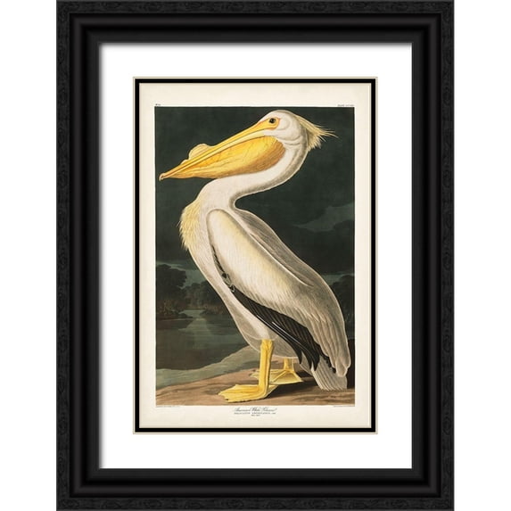 Audubon, John James 17x24 Black Ornate Wood Framed with Double Matting Museum Art Print Titled - Pl 311 American White Pelican
