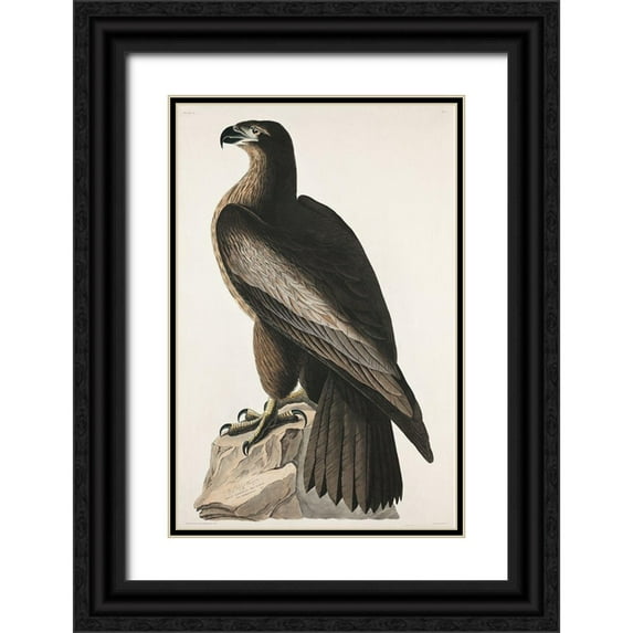 Audubon, John James 17x24 Black Ornate Wood Framed with Double Matting Museum Art Print Titled - The Bird of Washington or Great American Sea Eagle