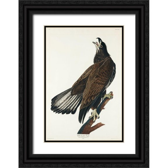 Audubon, John James 17x24 Black Ornate Wood Framed with Double Matting Museum Art Print Titled - White-headed Eagle