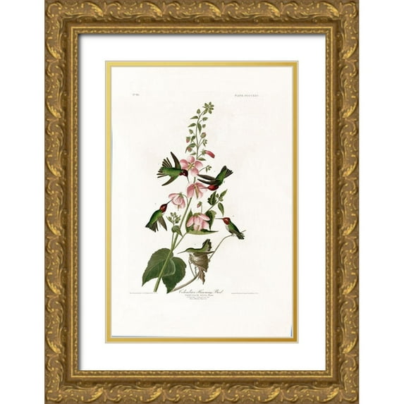 Audubon, John James 17x24 Gold Ornate Wood Framed with Double Matting Museum Art Print Titled - Columbian Humming Bird