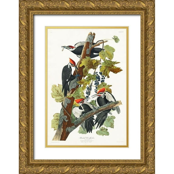 Audubon, John James 17x24 Gold Ornate Wood Framed with Double Matting Museum Art Print Titled - Pileated Woodpecker