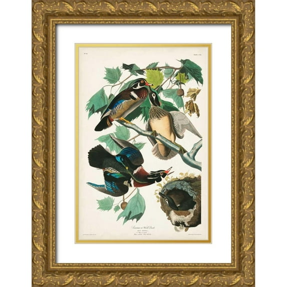 Audubon, John James 17x24 Gold Ornate Wood Framed with Double Matting Museum Art Print Titled - Pl 206 Wood Duck