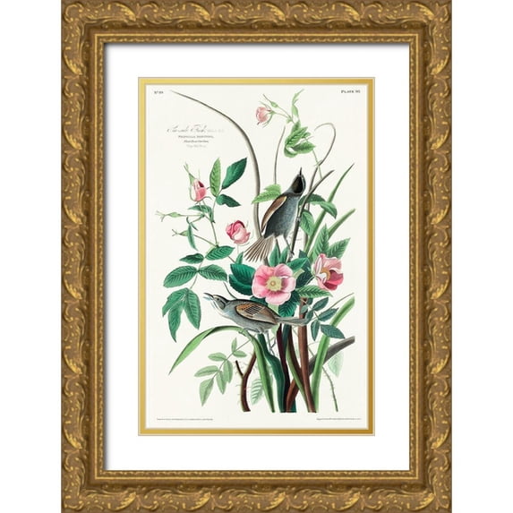Audubon, John James 17x24 Gold Ornate Wood Framed with Double Matting Museum Art Print Titled - Seaside Finch