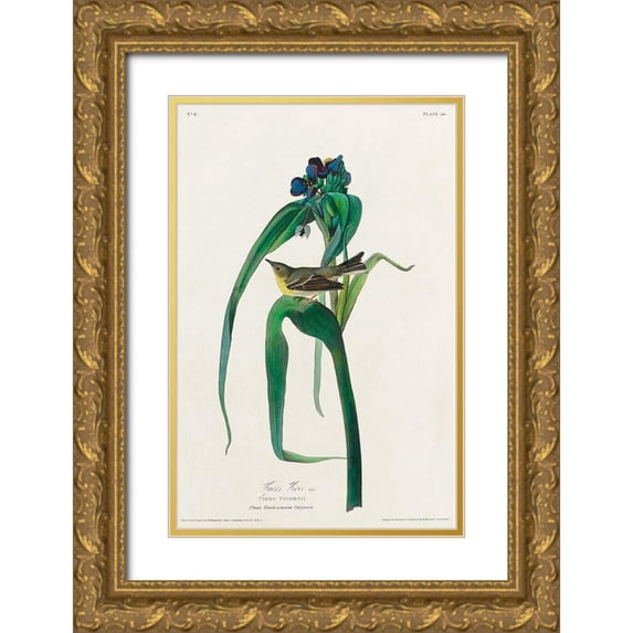 Audubon, John James 17x24 Gold Ornate Wood Framed with Double Matting Museum Art Print Titled - Vigors Vireo