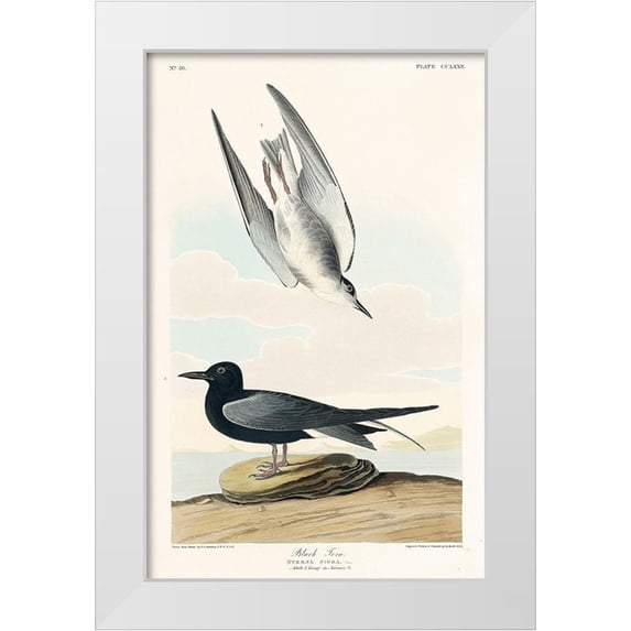 Audubon, John James 17x24 White Modern Wood Framed Museum Art Print Titled - Black Tern