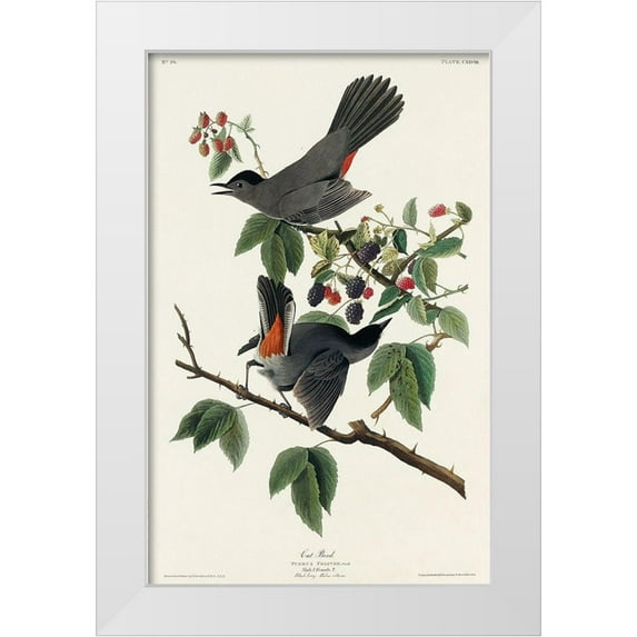 Audubon, John James 17x24 White Modern Wood Framed Museum Art Print Titled - Cat Bird