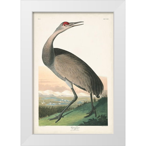 Audubon, John James 17x24 White Modern Wood Framed Museum Art Print Titled - Pl 261 Hooping Crane