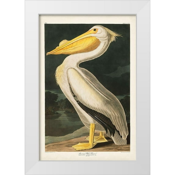 Audubon, John James 17x24 White Modern Wood Framed Museum Art Print Titled - Pl 311 American White Pelican