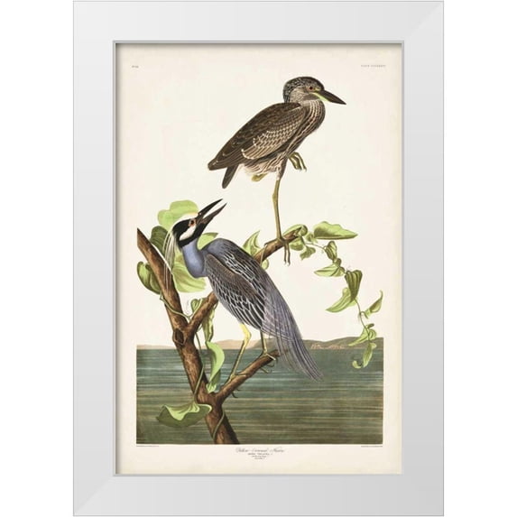 Audubon, John James 17x24 White Modern Wood Framed Museum Art Print Titled - Pl 336 Yellow-crowned Heron