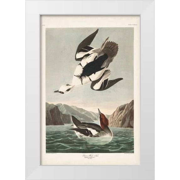 Audubon, John James 17x24 White Modern Wood Framed Museum Art Print Titled - Pl 347 Smen or White Nun