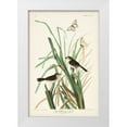 thumbnail image 1 of Audubon, John James 17x24 White Modern Wood Framed Museum Art Print Titled - Pl. 355 Mac Gillivrays Finch, 1 of 4