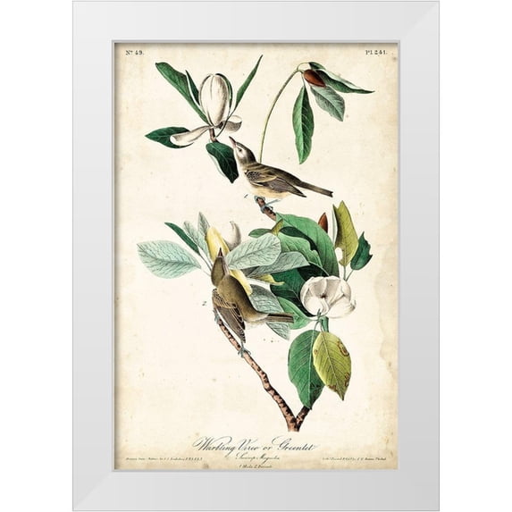 Audubon, John James 17x24 White Modern Wood Framed Museum Art Print Titled - UA CH Warbling Vireo