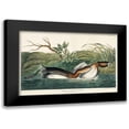 thumbnail image 1 of Audubon, John James 18x13 Black Modern Framed Museum Art Print Titled - American Pied-billed, 1 of 5
