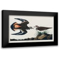 thumbnail image 1 of Audubon, John James 18x13 Black Modern Framed Museum Art Print Titled - Kildeer Plover, 1 of 5
