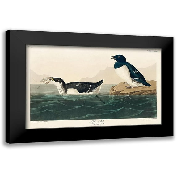 Audubon, John James 18x13 Black Modern Framed Museum Art Print Titled - Little Auk