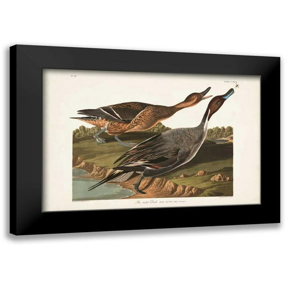 Audubon, John James 18x13 Black Modern Framed Museum Art Print Titled - Pl 227 Pin-tailed Duck