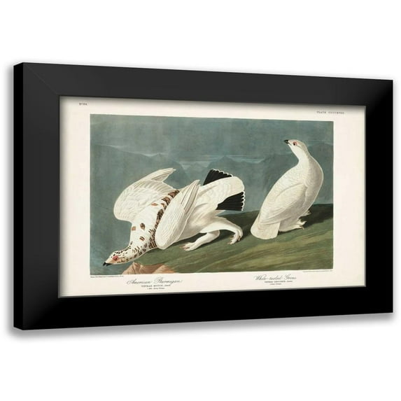 Audubon, John James 18x13 Black Modern Framed Museum Art Print Titled - Pl 418 American Ptarmigan