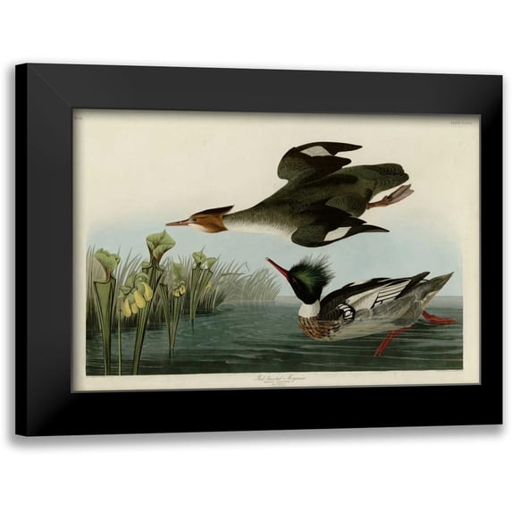 Audubon, John James 18x13 Black Modern Framed Museum Art Print Titled - Red Breasted Merganser
