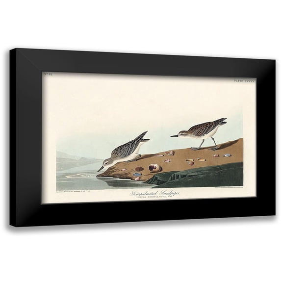 Audubon, John James 18x13 Black Modern Framed Museum Art Print Titled - Semipalmated Sandpiper