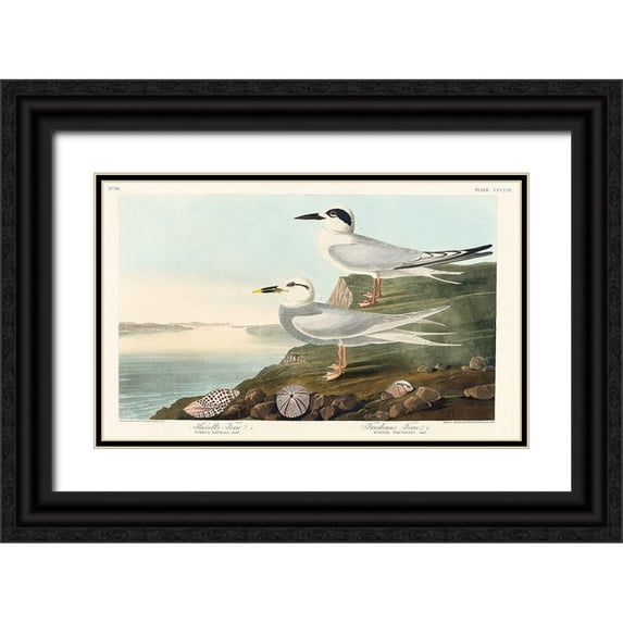 Audubon, John James 18x13 Black Ornate Wood Framed with Double Matting Museum Art Print Titled - Havells Tern and Trudeaus Tern