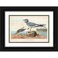 thumbnail image 1 of Audubon, John James 18x13 Black Ornate Wood Framed with Double Matting Museum Art Print Titled - Pl 285 Fork-tailed Gull, 1 of 4