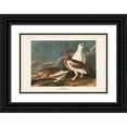 thumbnail image 1 of Audubon, John James 18x13 Black Ornate Wood Framed with Double Matting Museum Art Print Titled - Pl 368 Rock Grouse, 1 of 4
