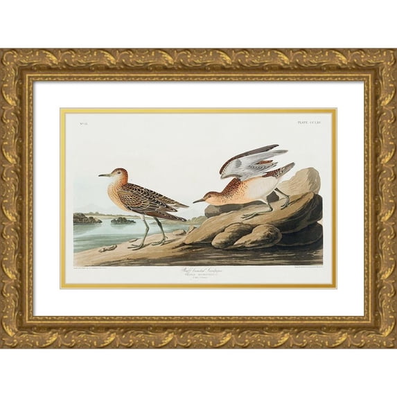 Audubon, John James 18x13 Gold Ornate Wood Framed with Double Matting Museum Art Print Titled - Buff breasted Sandpiper